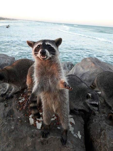 Miramar, la playa donde puedes admirar a los mapaches