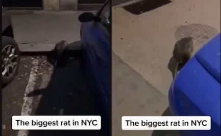 Rata gigante es captada en Nueva York, video se vuelve viral