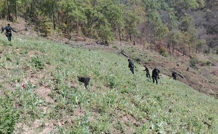Destruyen un nuevo plantío de amapola en San Carlos Yautepec