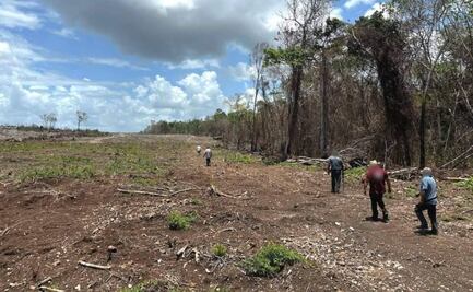 Profepa clausura 2 mil 600 hectáreas de selva en Yucatán, Campeche y Quintana Roo; aseguran maquinaria y especies protegidas