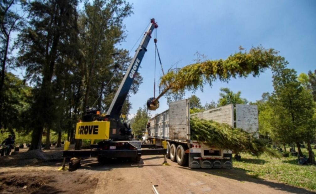 ¡Ahuehuete llega a la CDMX! Será plantado el 5 de junio en la "Glorieta de la Palma" 