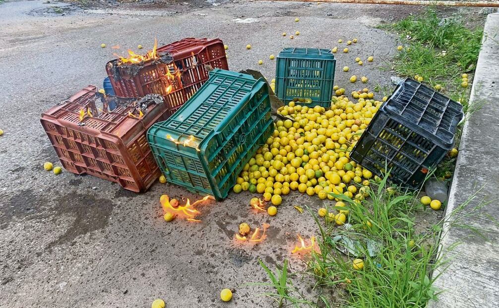 Industriales del limón expresan que prefieren quemar la fruta antes que
dárselo a Los Viagras porque esto incrementa sus bolsas millonarias. Foto: Carlos Arrieta / EL UNIVERSAL