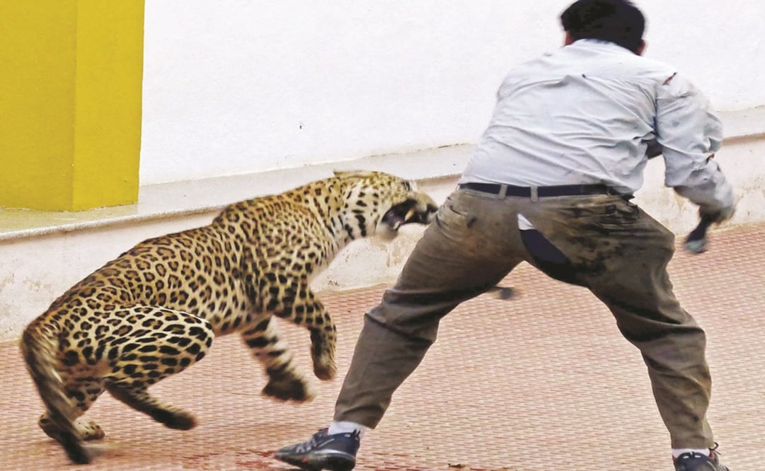 (Foto:ElGRÁFICO)