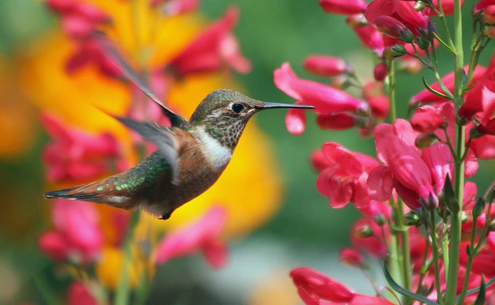 Una de las tareas más importantes que realizan los colibríes es la polinización. Foto: Canva