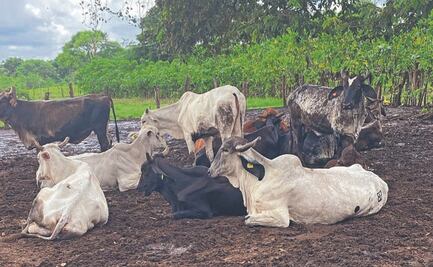 Ganaderos proponen acciones contra gusano barrenador; plantean grupo de inteligencia