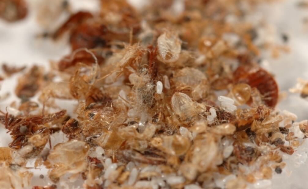 Restos de chinches. Foto: Especial