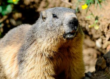 Rusia insta a no comer marmotas para evitar peste bubónica