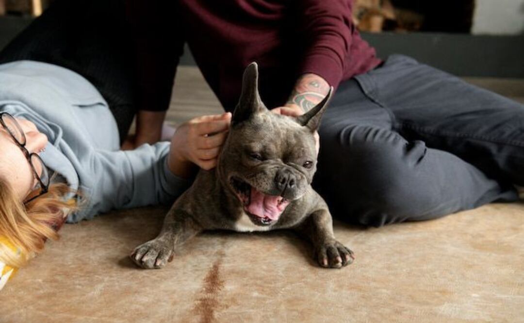 Métodos caseros para eliminar las pulgas del hogar. Fuente: Freepik.