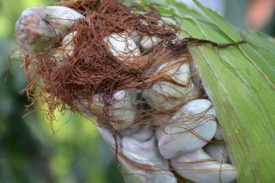 Huitlacoche: Mexico's truffle