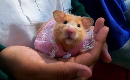 Investigan en Hong Kong posible contagio de Covid-19 de hámsters a humanos