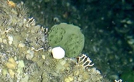 Una esponja marina podría curar el cáncer de páncreas