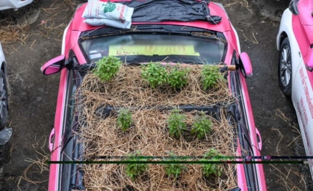 Cientos de autos abandonados se transforman en macetas de cultivo