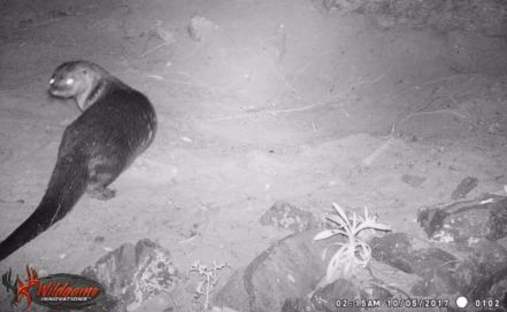 Captan por primera vez a nutria de río en Chihuahua