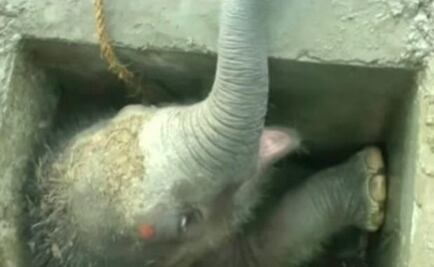 Rescatan a bebé elefante que se rompió una pierna 