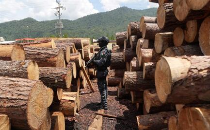 Desmantelan 12 aserraderos clandestinos que operaban en selva de Chiapas; buscan frenar ecocidio y tala ilegal