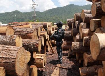 Desmantelan 12 aserraderos clandestinos que operaban en selva de Chiapas; buscan frenar ecocidio y tala ilegal