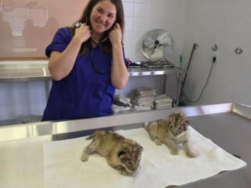 Isabel y Víctor, los primeros leones concebidos por inseminación artificial