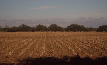Guerrero pedirá declaratoria de desastre por sequía