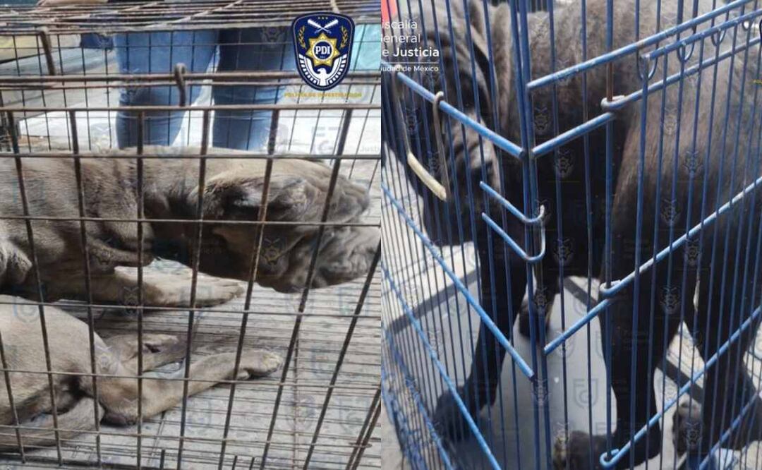 Una persona fue detenida gracias a diversas denuncias anónimas de vecinos que revelaron que los canes lloraban todo el día. Foto: Especial