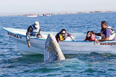 Disminuyen visitas de ballena gris a BCS