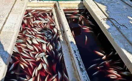 Senadores de EU piden castigo a México por pesca ilegal; vinculan huachinango con financiamiento del Cártel del Golfo