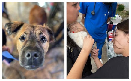 Día Mundial del Perro: habrá desparasitación y vacunas antirrábicas gratuitas en el Museo de Historia Natural