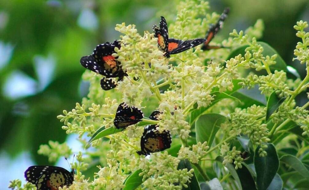 Te contamos cuál es la planta que atrae las mariposas en época de migración. Foto: especial