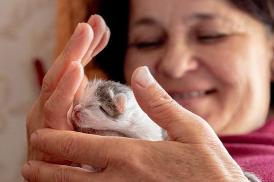 Tocar a los gatitos recién nacidos puede conllevar varios riesgos. Fuente: Freepik.