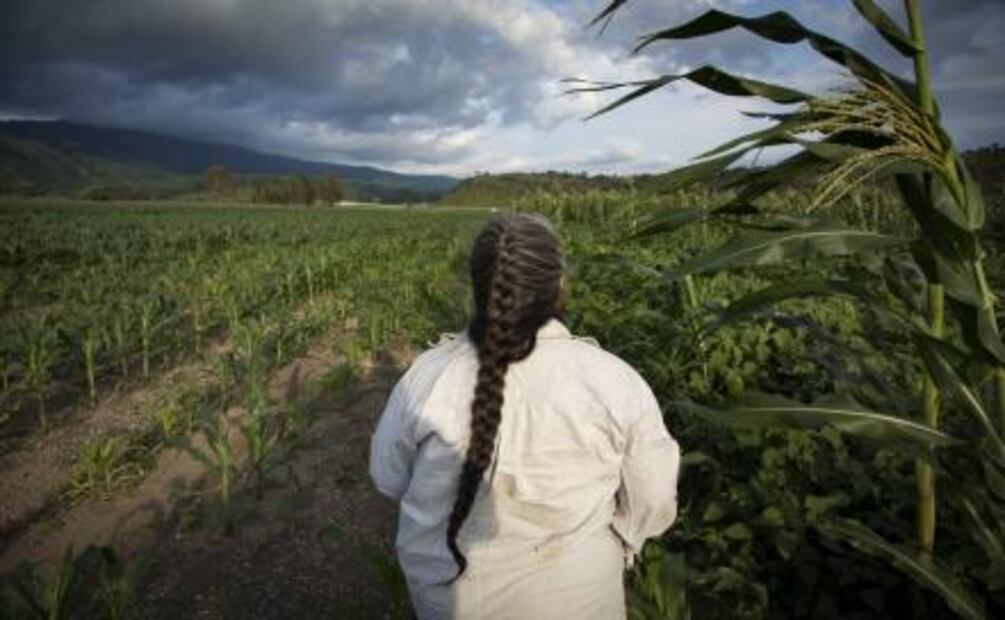 Jóvenes emprendedores difunden el maíz criollo fuera de México