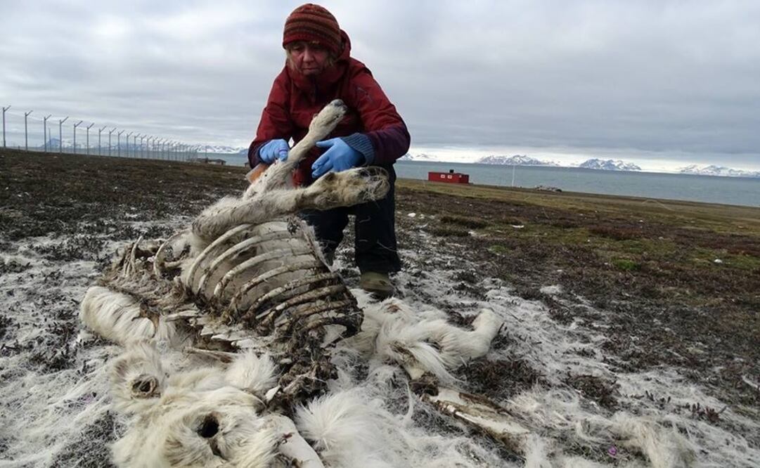 Los renos se alimentan por lo general de liquen que extraen el invierno a través de la nieve gracias a sus pezuñas (Fotos: AFP)