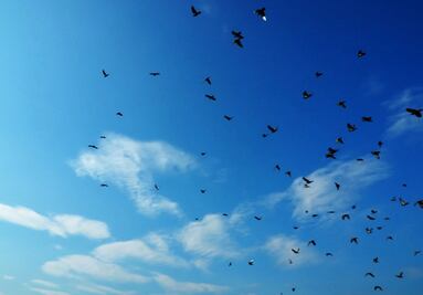 Invitan a participar en el Gran Día Mundial de Observación de Aves