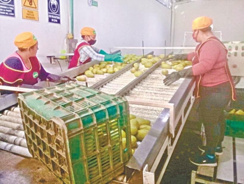 Temen cierre de fronteras al mango del Istmo