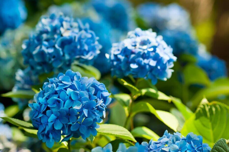 Conoce las plantas tóxicas que debes evitar tener en tu casa