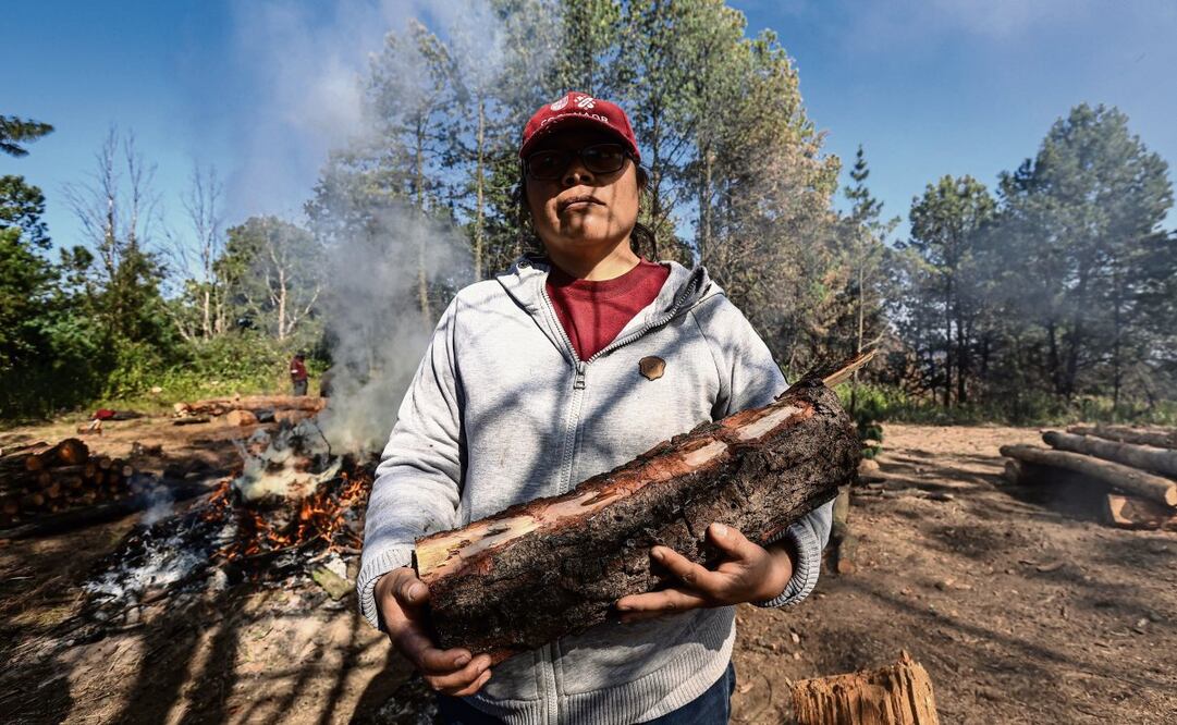 Los árboles infectados se deben
identificar, cortar, se les retira la corteza y
se queman las ramas, detallaron los
pobladores, quienes intentan controlar la
plaga con sus propios medios. Foto: Gabriel Pano / El Universal