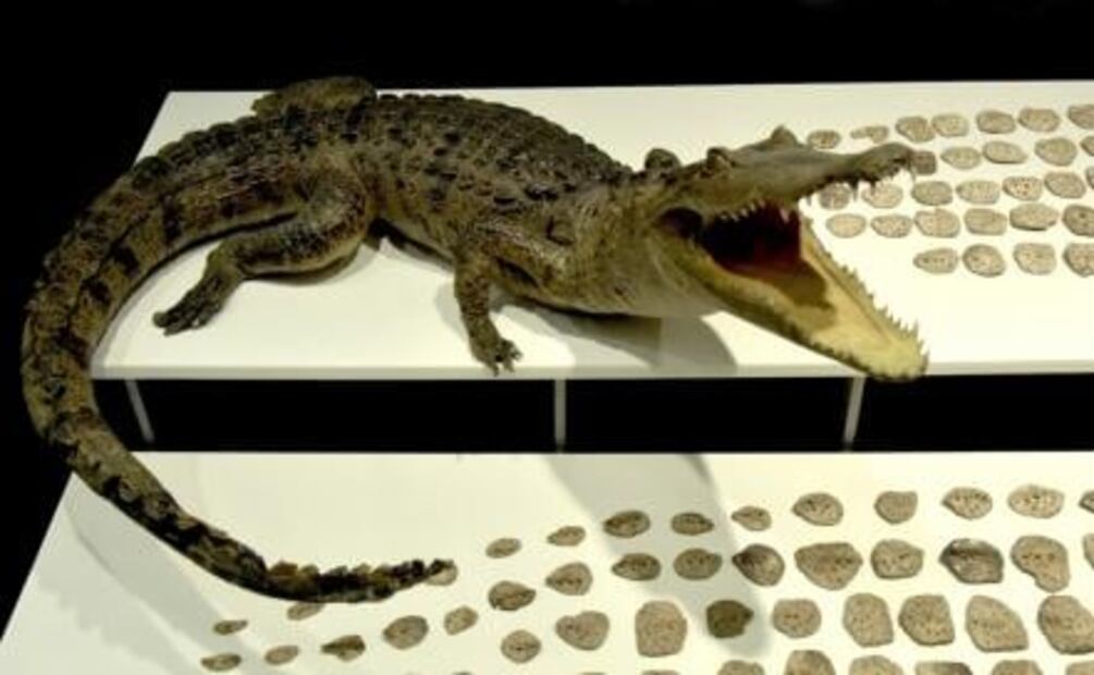 Revelan simbolismo del cocodrilo en pueblos mesoamericanos