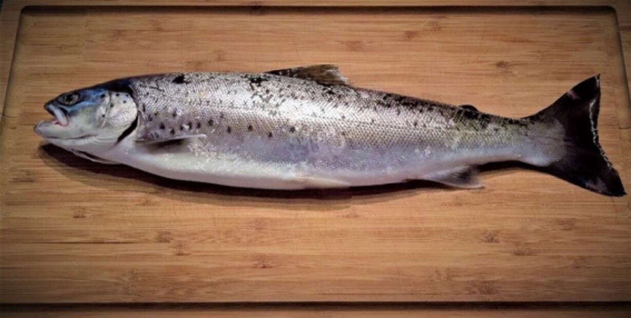 Tipos de pescado y sus beneficios