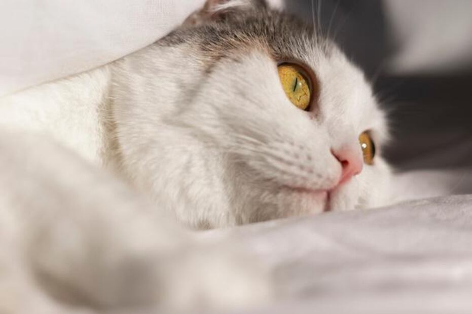 El estrés es una condición peligrosa para los gatos. Fuente: Freepik.