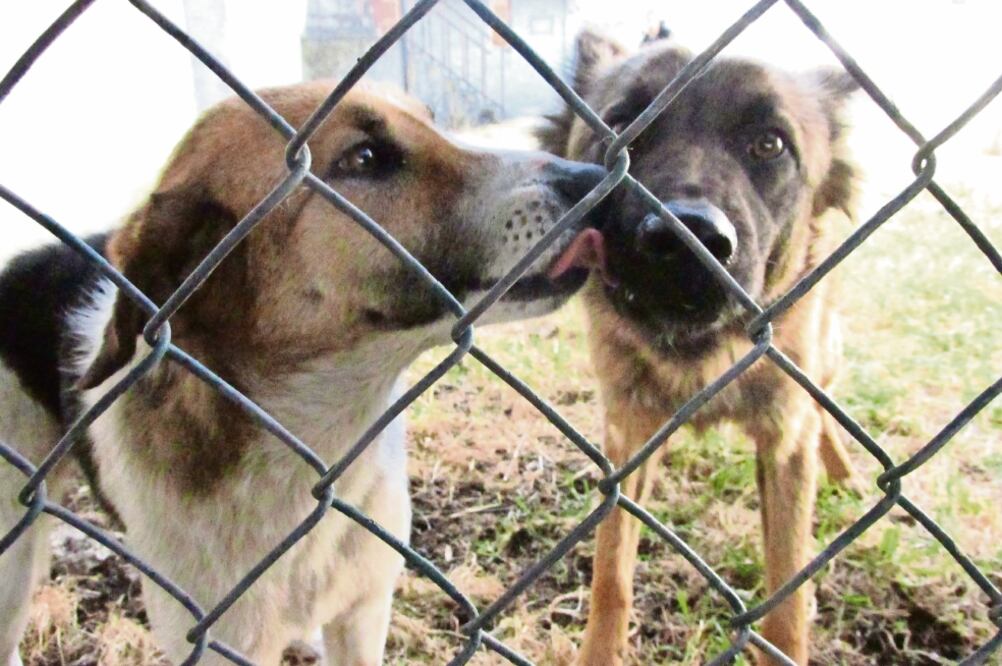 Hiram Almeida resaltó que la Brigada Animal ha puesto en adopción a algunas de las mascotas rescatadas (ARCHIVO EL UNIVERSAL)