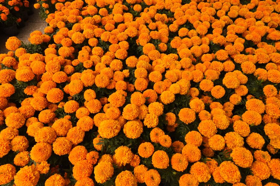 Imagen: X Secretaría de Turismo de la CDMX/Archivo