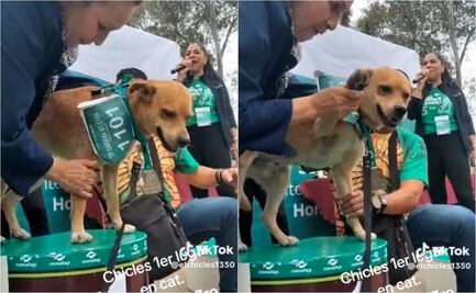 "El Chicles", perrito corredor que ganó su primer maratón de 5 kilómetros y se viralizó en TikTok