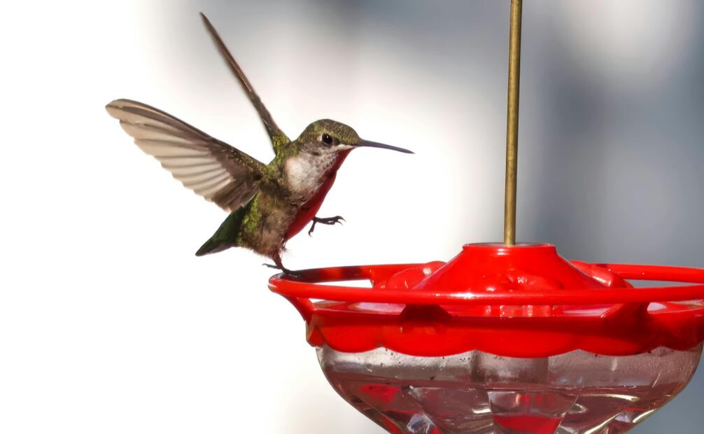Conoce la manera correcta y adecuada de preparar este alimento para los colibríes. Foto: Canva