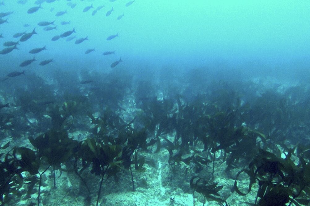Fue en octubre de 2018 cuando un rutinario recorrido para analizar montes submarinos/ Fundación Darwin