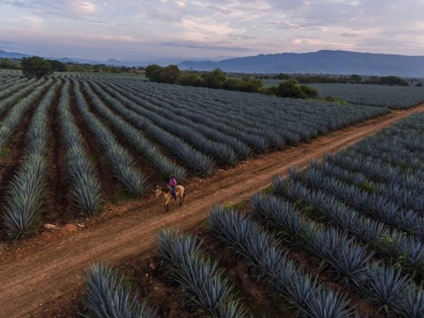 10 cosas que no sabías sobre el tequila
