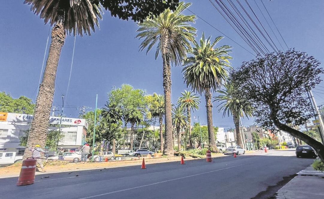 De acuerdo con la Secretaría de Medio Ambiente, hay 3.5 millones de árboles y 15 mil palmeras en la capital, de los cuales 30% tienen algún tipo de plaga o enfermedad. Foto: Especial.