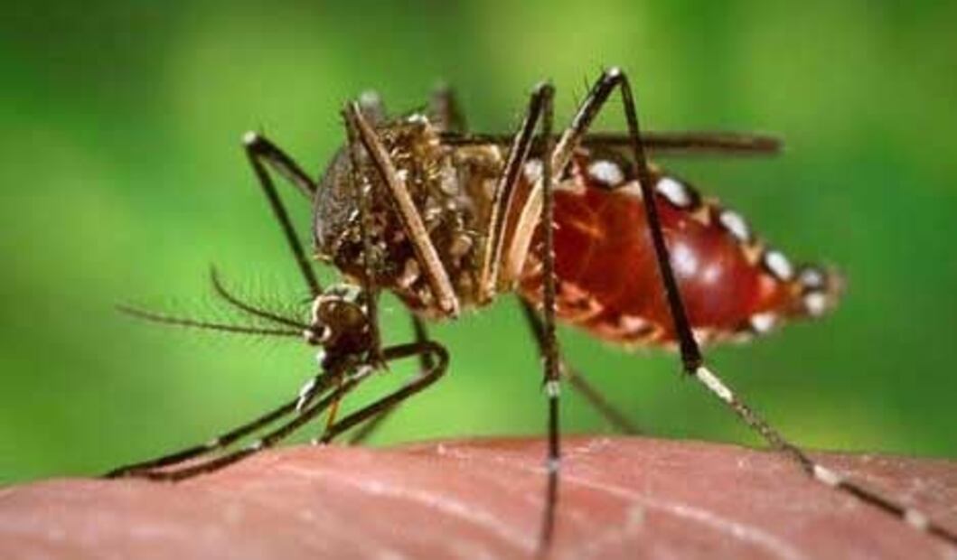 ¿Qué es el dengue? Síntomas y cómo se contagia este virus