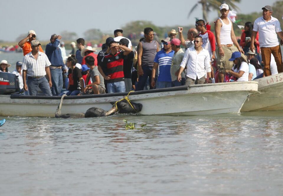 La celebración consiste en obligar a seis toros de raza cebú a adentrarse en las aguas del Papalopan para que crucen a la otra orilla (Foto: Patricia Morales / EL UNIVERSAL)