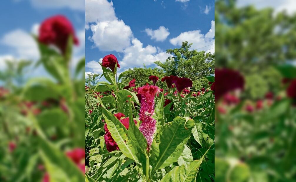 Esta flor, que tiene una textura aterciopelada, simboliza en los altares de muertos la sangre de Cristo. Foto: Patricia Morales / EL UNIVERSAL