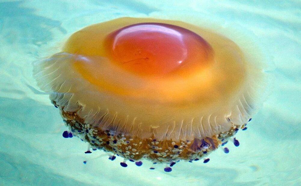 El ciclo de vida de la medusa huevo frito es fascinante y complejo. Fuente: Freepik.