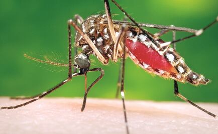 EU: Nace bebé con microcefalia a causa de zika