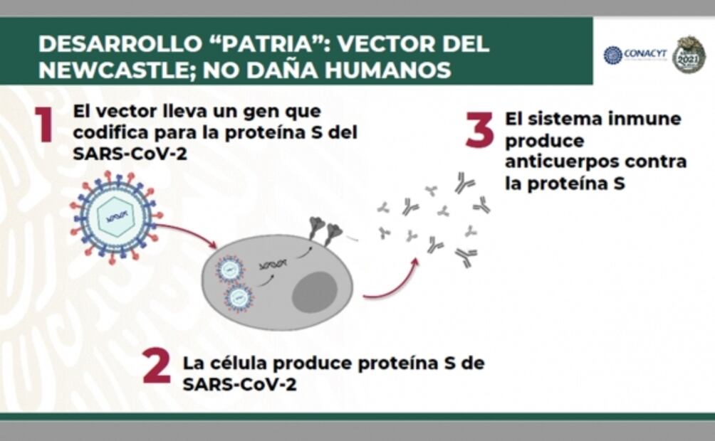 Patria. Lo que sabemos y lo que no de la vacuna mexicana contra Covid-19